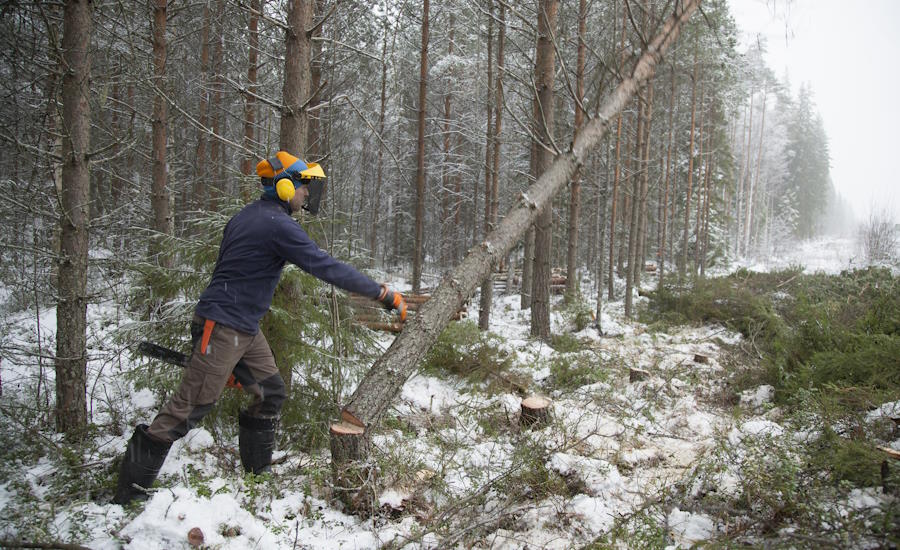 vintertid är en vanlig årstid för skogsavverkning då frusen mark innebär mindre körskador där ute i naturen