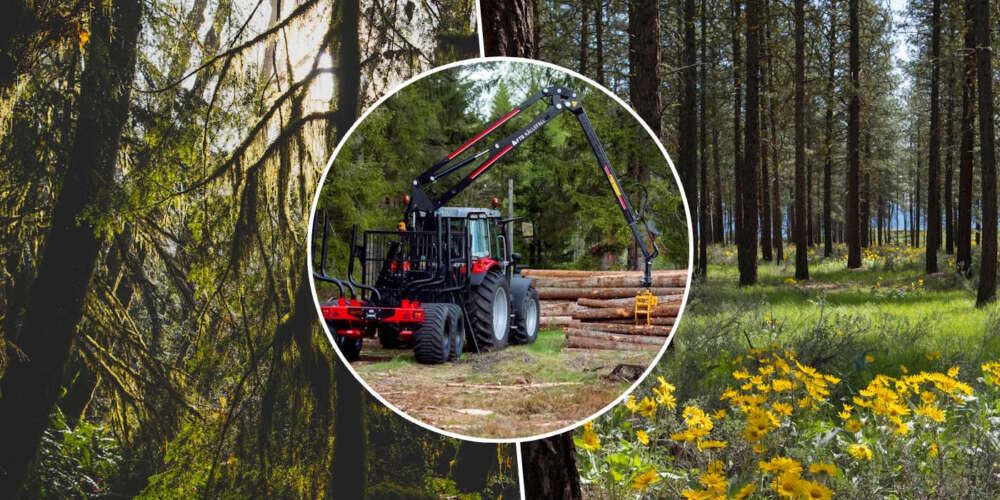 The importance of logging forests – no overgrowth & to make money