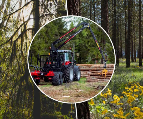 The importance of logging forests – no overgrowth & to make money