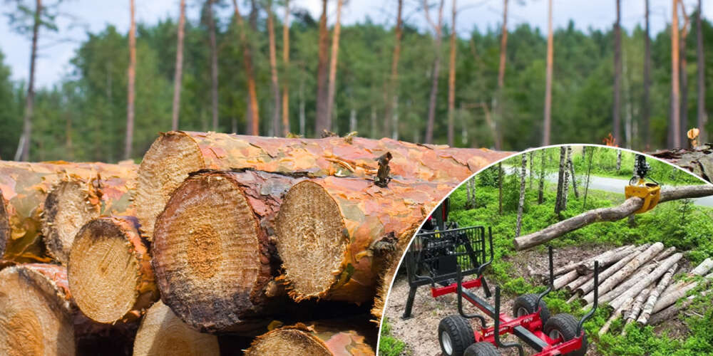 what is harvesting in Sweden's forestry landscape 2026